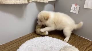 ハーフ犬の動画01