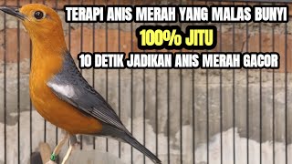 Download lagu TERAPI PALING AMPUH JADIKAN ANIS MERAH BISU LANGSUNG BUNYI mp3