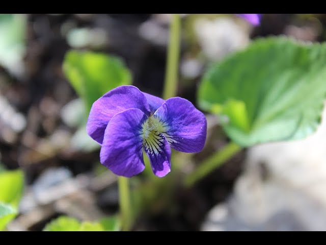 הגיית וידאו של wood violet בשנת אנגלית