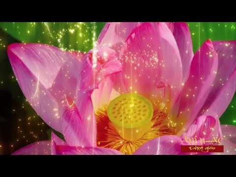 Sen vàng gót ngọc - Nam Chung / Huệ Văn I Âm Nhạc Phật giáo [ Official MV ]