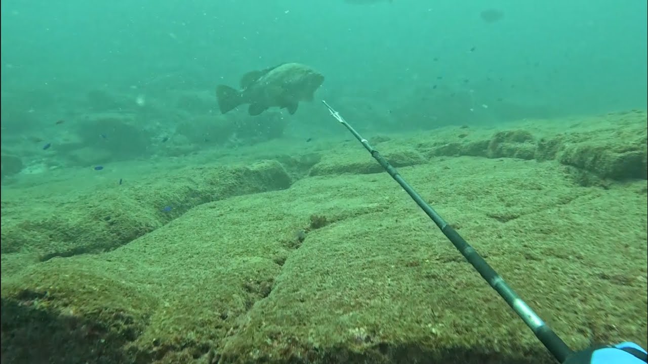 【魚突き】過去の漁獲9 【Spearfishing in JAPAN】100kg of Grouper in total