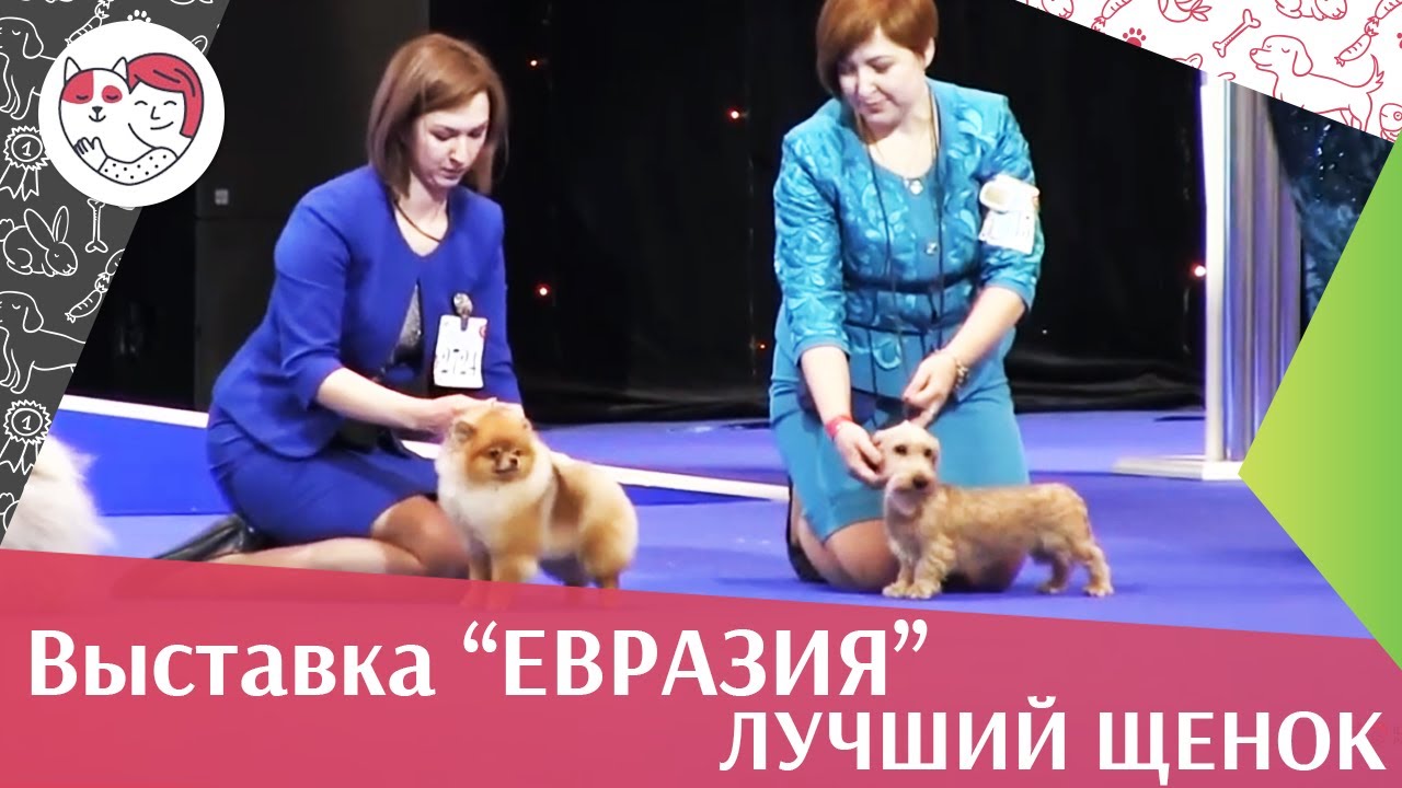 Best in show Лучший щенок 18 марта на Евразии 17 ilikepet