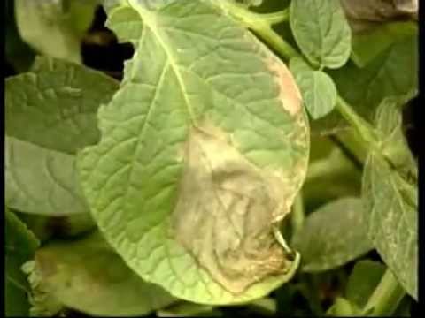 comment traiter mildiou courgettes