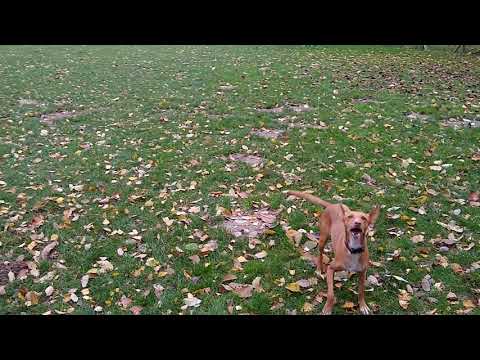 Podenco Andaluz Speedball3
