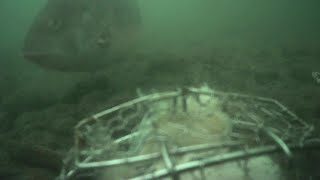 NYC-Underwater cam 10/04/2025