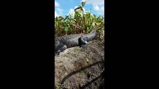 videos de risa  el cocodrilo salta al bote