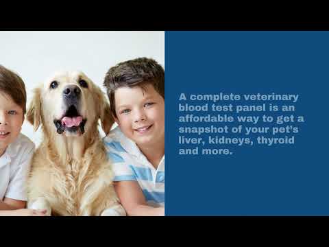 Veterinarian Philadelphia - Veterinary Blood Tests