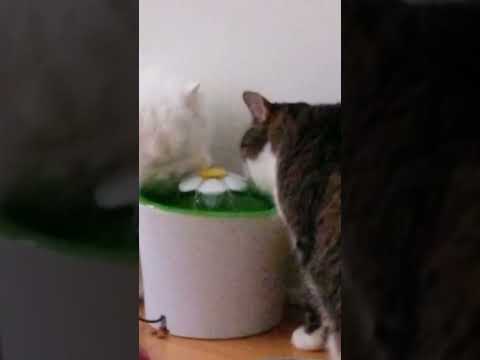 who's thirsty!!! #beauty #blackpanther #cat #cool #coolcat #funnycat #plussize #prettyeyes #quebec