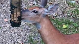 Deer found the jackpot with a broken feeder. 