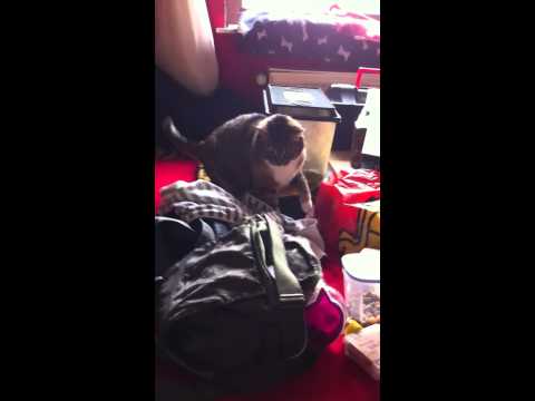 Die Katze kappierts nicht XD Teil2