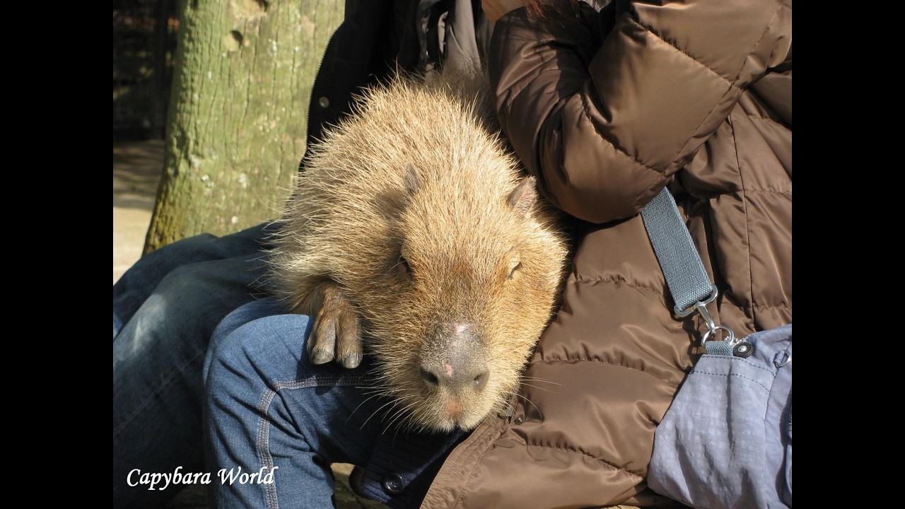 Watch This Lady's Reaction When Choco Jumps in Her Lap and Snuggles