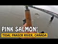 2021 Tidal Fraser River Pink Salmon Fishing Opening | Fishing with Rod