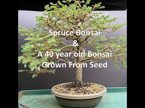How To Grow Spruce Bonsai And A 40 year old Bonsai From Seed Sown In 1982