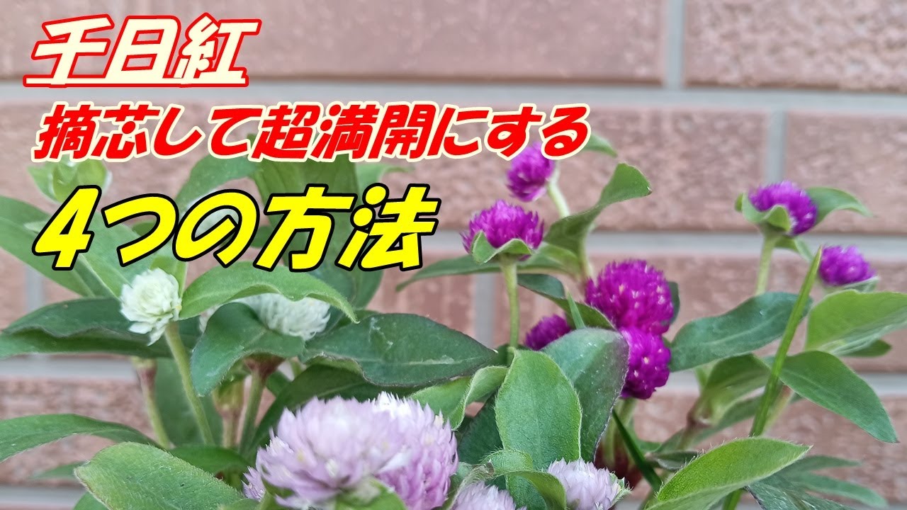 【花】千日紅の育て方・摘芯