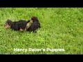 Yorkiepoo dogs for sale: Milo - Video 1