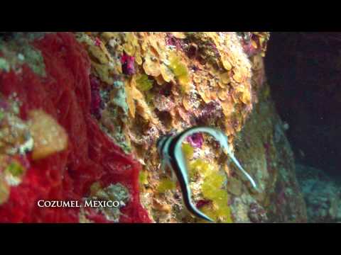Cozumel Dive preview: Santa Rosa Wall, Paradise Reef, Palancar, Tunich