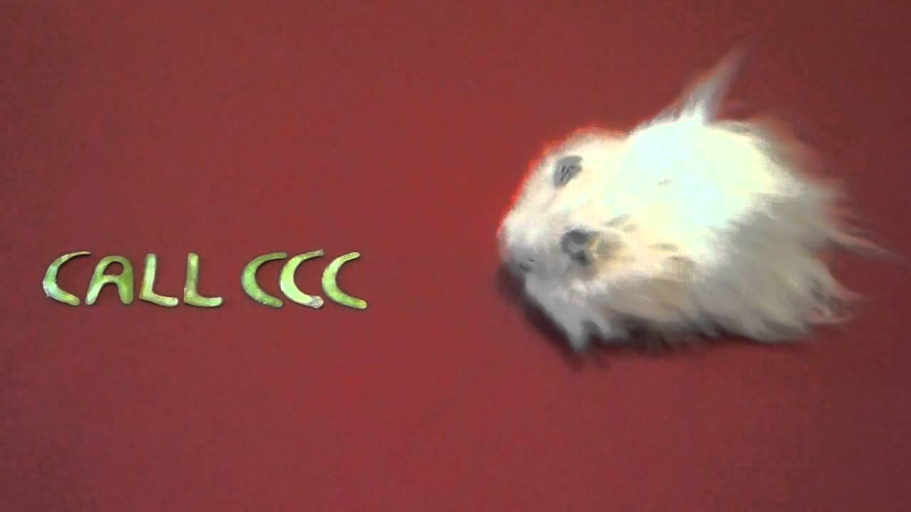 Hamster Knows How to Solve Computer Problems