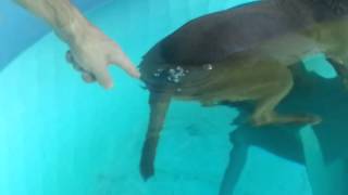 Dog caught farting in a pool