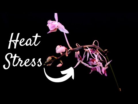 How to identify and prevent heat stress in orchids