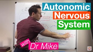 Autonomic Nervous System