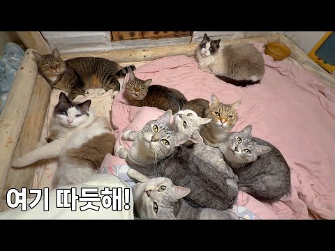 산골 K-고양이들만 누릴 수 있는 겨울철 따끈한 온돌방