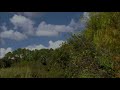 Kermit S Swamp Years Trailer