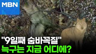 '자다가 화들짝'…드론에 포착된 '늑구' 영상 공개 [포크뉴스]