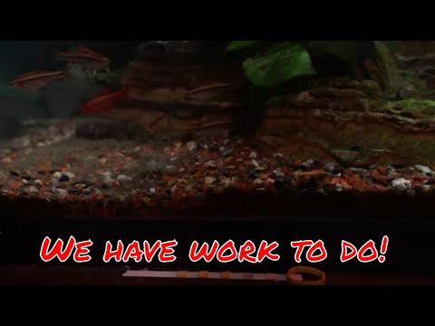 Dealing with Detritus Problems? Here's how I am going to tackle it with Brother-in-Law James' Tank