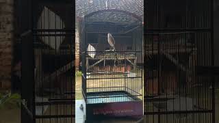 Download lagu cendet materi lovebird panjang roll speed #cendetmadura #cendet mp3 Download lagu cendet materi lovebird panjang roll speed #cendetmadura #cendet mp3