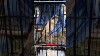 Download lagu Cendet Trotol jahat Postur panjang calon penghancur mp3 Download lagu Cendet Trotol jahat Postur panjang calon penghancur mp3