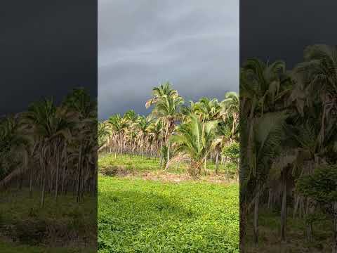 STA FILOMENA #PORTAL DO SERTAO DO MA.