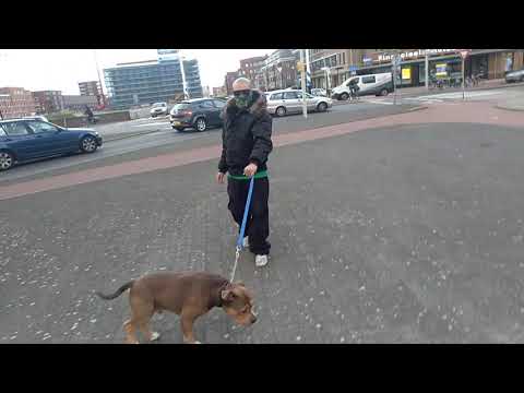 My Dog Shakur & Panchas Psycho (R.I.P) (2018)