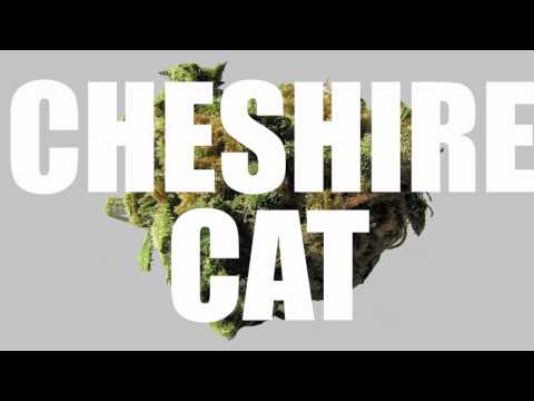 King Astma & Reign - The Attack