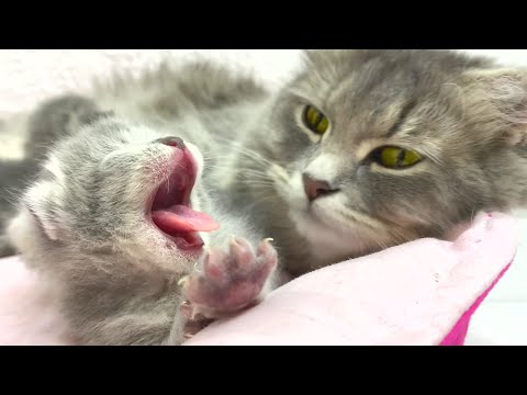 Mother cat fed her newborn kittens and put them to sleep