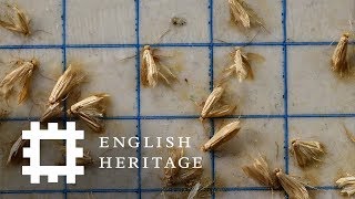 How to Protect Against Clothes Moths