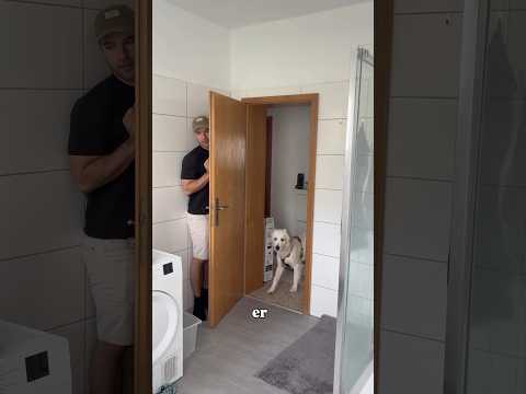 Er findet mich nicht #goldenretriever #hund #puppy