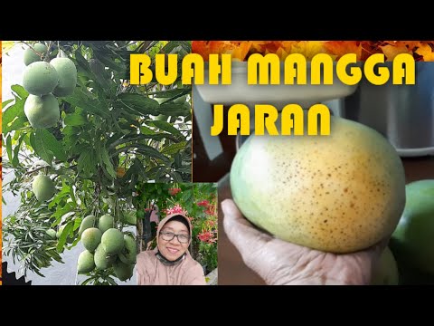 BUAH MANGGA JARAN ||Musim mangga