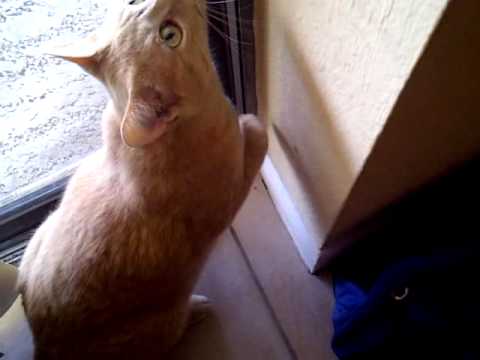 Neko being a pain in ze ass