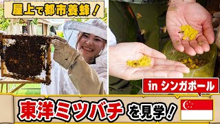 シンガポールで養蜂体験！都会の屋上で東洋ミツバチを飼育する養蜂家を訪ねる。