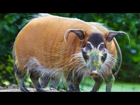 15 Razas De Cerdos Mas Diferentes Y Únicas Del Mundo