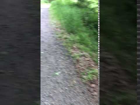 Video of the short gravel trail to the camp sites, crossing over the stream.