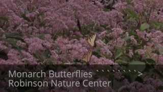 Monarch Butterflies ~ Robinson Nature Center