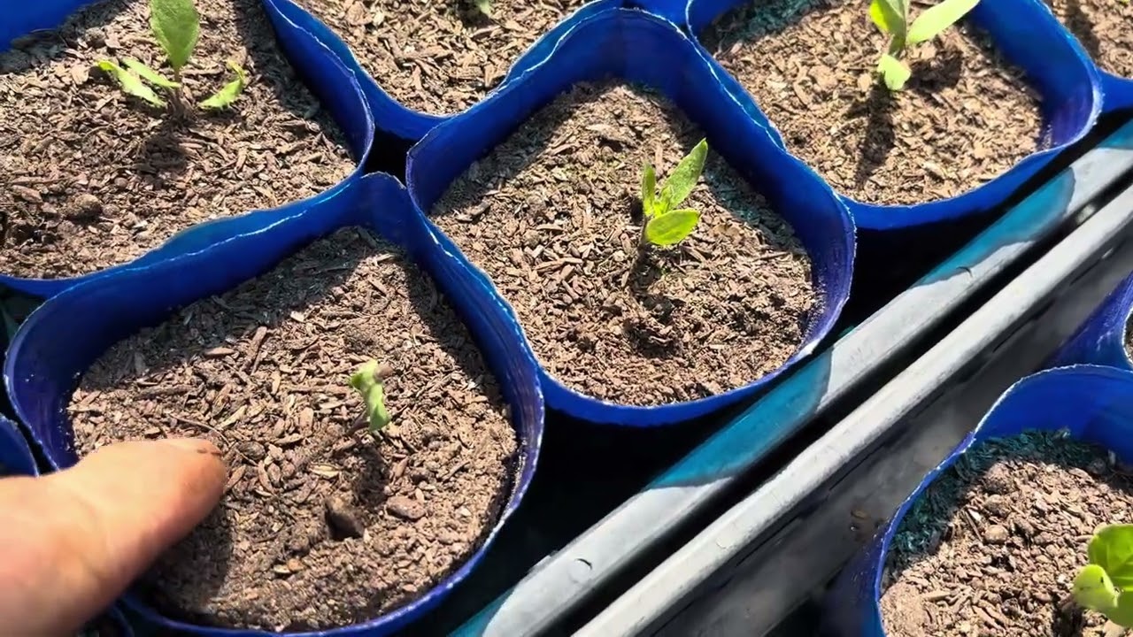 【野菜苗】どうしたら素晴らしいナス苗ができるのか！