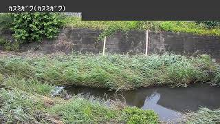 霞川映像監視局