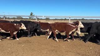 Doyle Heifers