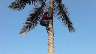 preview picture of video 'How to Climb a Coconut Tree'