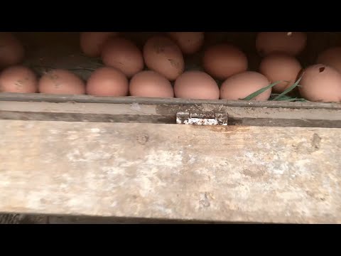 産卵鶏に最適な餌は何ですか?きっとあなたが思っているような人ではありません  庭園