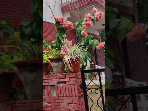 Karan Singh &@&>0 	(> - A Look