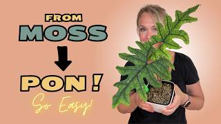 How to Repot Alocasia Jacklyn into Lechuza PON Step by Step!