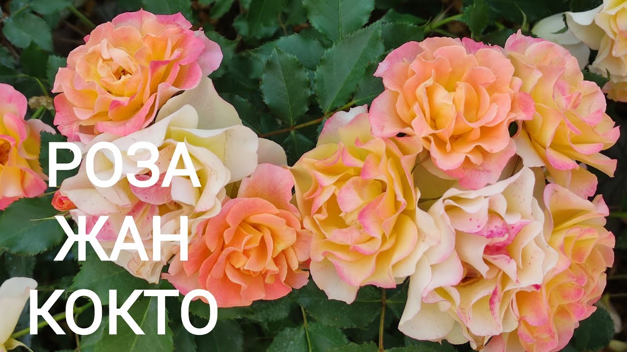 РОЗА ЖАН КОКТО (Jean Cocteau, Meilland 2009)